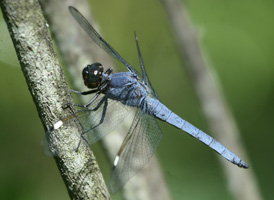 Spangled Skimmer
